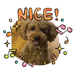 [LINEスタンプ] トイプードルそらのスタンプ