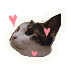 [LINEスタンプ] 我が家のアニマルず②