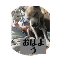 [LINEスタンプ] 愛犬花2