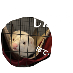 [LINEスタンプ] エルマー(エルちゃん)の代弁1