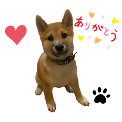 [LINEスタンプ] 柴犬☆やまと②