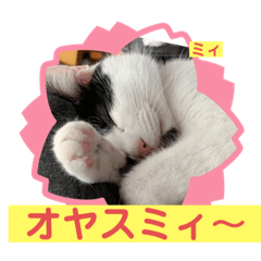 [LINEスタンプ] しおちゃんちのミィちゃん