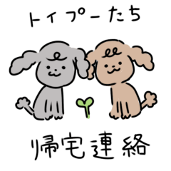 [LINEスタンプ] 2匹のトイプー帰宅の連絡