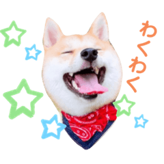 [LINEスタンプ] 豆柴せつ