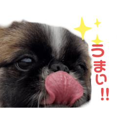 [LINEスタンプ] とと時々もふきち