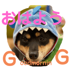 [LINEスタンプ] 豆柴ヤスくんゆきちゃん