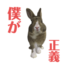 [LINEスタンプ] うさぎのさきち