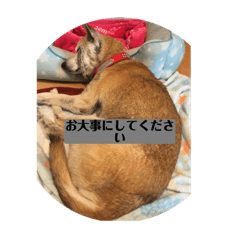 [LINEスタンプ] 愛犬花3