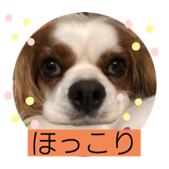 [LINEスタンプ] キャバリア♡オリバー⑥