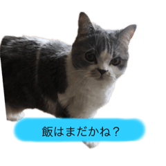 [LINEスタンプ] 喜奈子さん