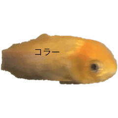 [LINEスタンプ] 金魚です