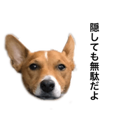 [LINEスタンプ] ぼくはレオン①