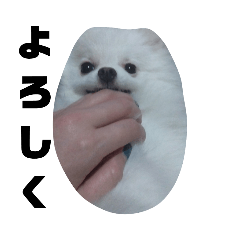 [LINEスタンプ] ポメラニアンおこわ