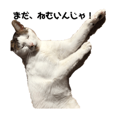 [LINEスタンプ] 我が家のネコの日常