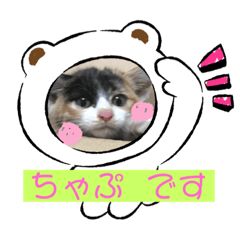 [LINEスタンプ] 保護猫 ＆ COCO