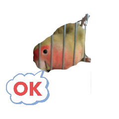 [LINEスタンプ] こざくらインコちゃん
