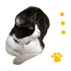 [LINEスタンプ] ハチワレ猫のろろちゃんのスタンプ4