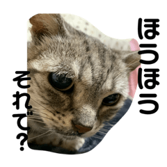 [LINEスタンプ] 清水家の3ねこ。