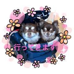 [LINEスタンプ] Chihuahua's song ソラとリズ