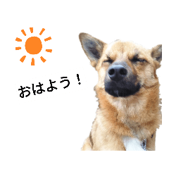 [LINEスタンプ] 写メなのであるうちの犬