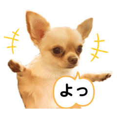 [LINEスタンプ] Happyキンちゃん