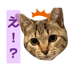 [LINEスタンプ] ちくわくん＆おかきちゃんスタンプ