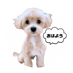 [LINEスタンプ] マルプー日常のシンプルスタンプ