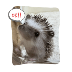 [LINEスタンプ] ハリネズミ（よく使う言葉）