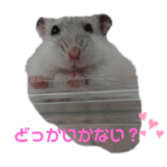 [LINEスタンプ] SABONくんのすたんぷ