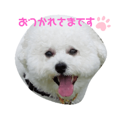 [LINEスタンプ] ビションフリーゼ そら 2