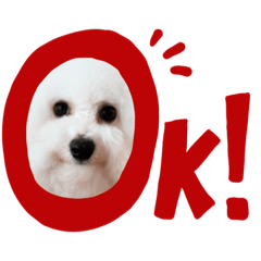 [LINEスタンプ] ビションフリーゼ  H