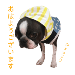 [LINEスタンプ] ボストンテリアのももさん