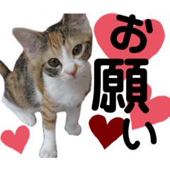 [LINEスタンプ] 三毛猫のあずきちゃん