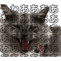 [LINEスタンプ] わたし宅の猫