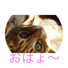 [LINEスタンプ] 箱入りムスメ凛