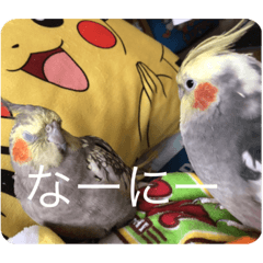 [LINEスタンプ] 癒しのオカメ