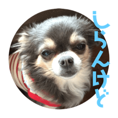 [LINEスタンプ] チワワのなんでもひとこと