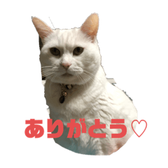 [LINEスタンプ] こゆきと一緒