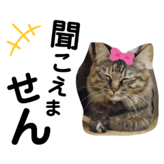 [LINEスタンプ] ミーコロの日常