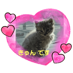 [LINEスタンプ] 保護猫 ＆ COCO ❷