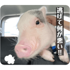[LINEスタンプ] ちょっと,自己中な面白いブタ 1