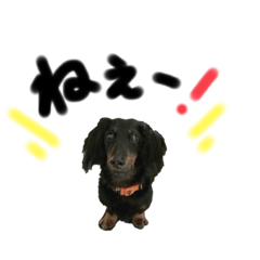 [LINEスタンプ] 老犬その2