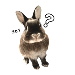 [LINEスタンプ] うさおスタンプ♡
