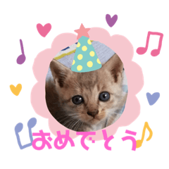 [LINEスタンプ] にゃんこ（普段使える言葉）