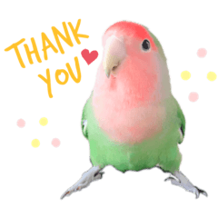 [LINEスタンプ] コザクラインコのぴっぴとマオ
