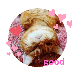[LINEスタンプ] 可愛いねこのルタにゃん