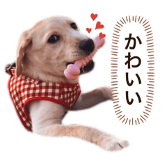 [LINEスタンプ] しかのいぬ