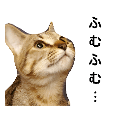 [LINEスタンプ] ねこのちくわ①