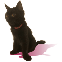 [LINEスタンプ] 黒猫 テテ