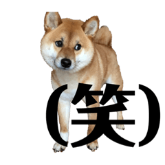 [LINEスタンプ] 柴犬 こっちゃん